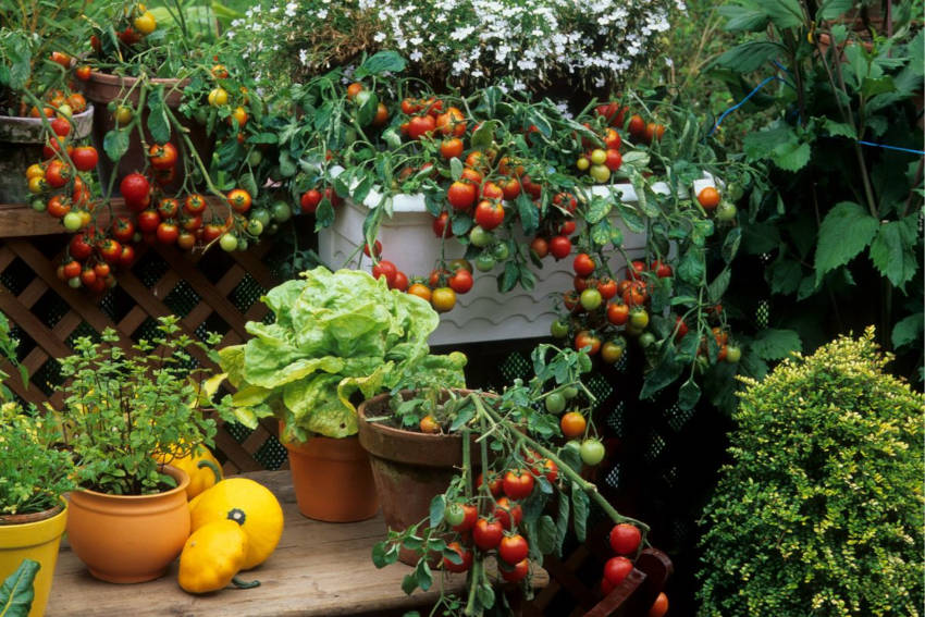 Small Space Gardening: Yes, You Can Grow Your Own Food | The Seed ...